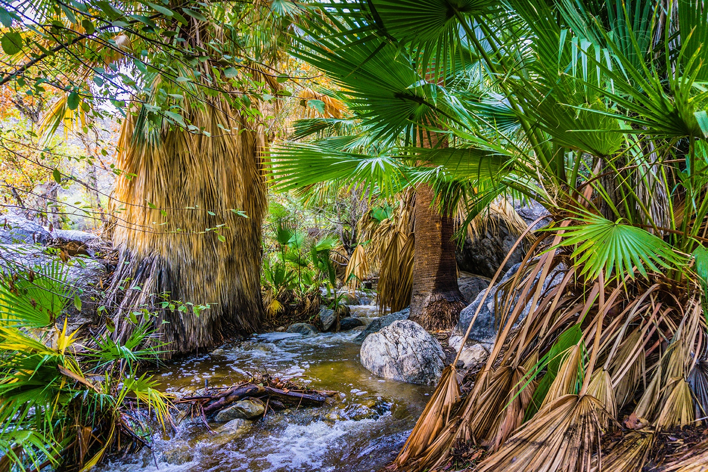 Parker Palm Springs Hiking Palm Trees and Water Stream