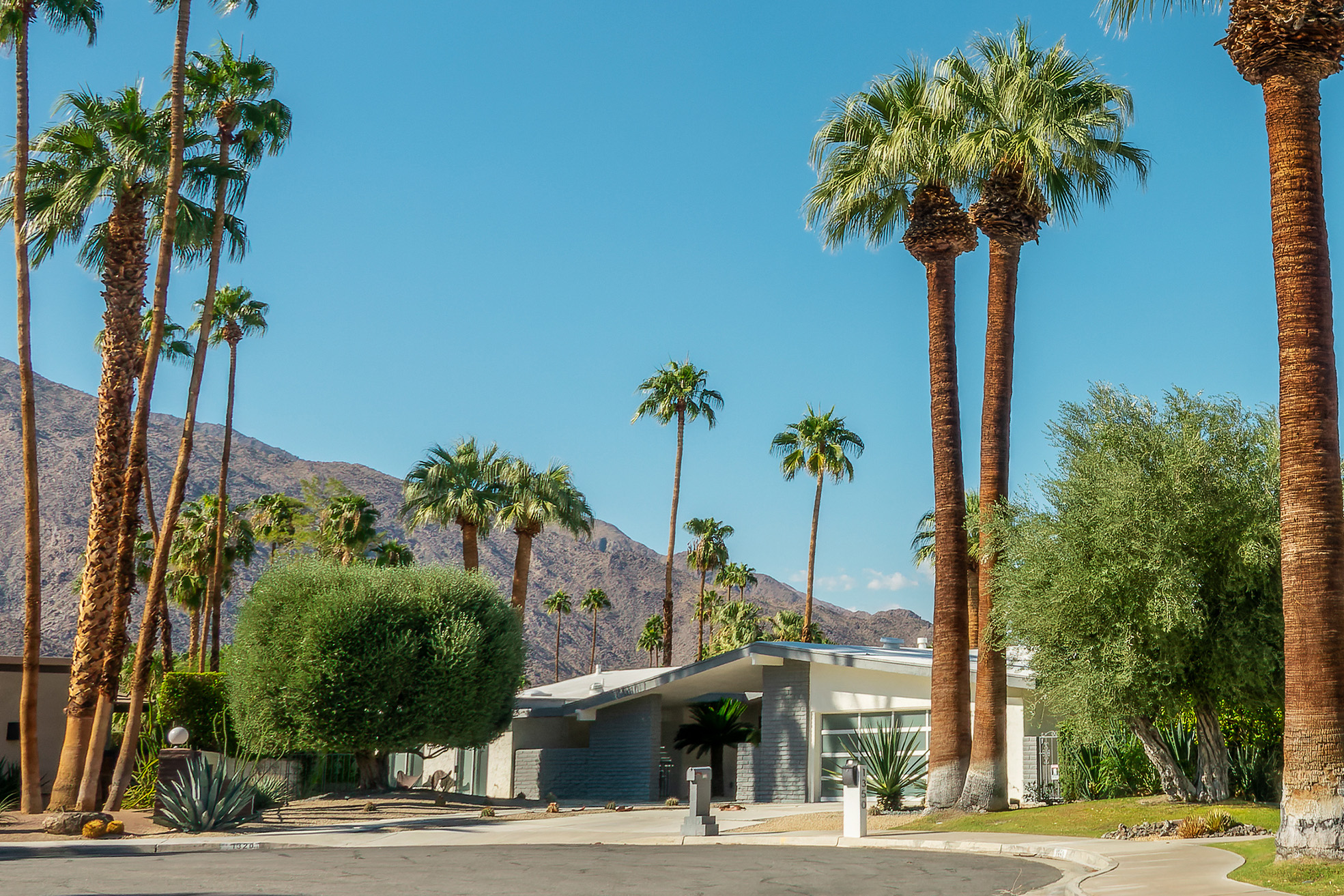 multiple palm trees surrounding modern house