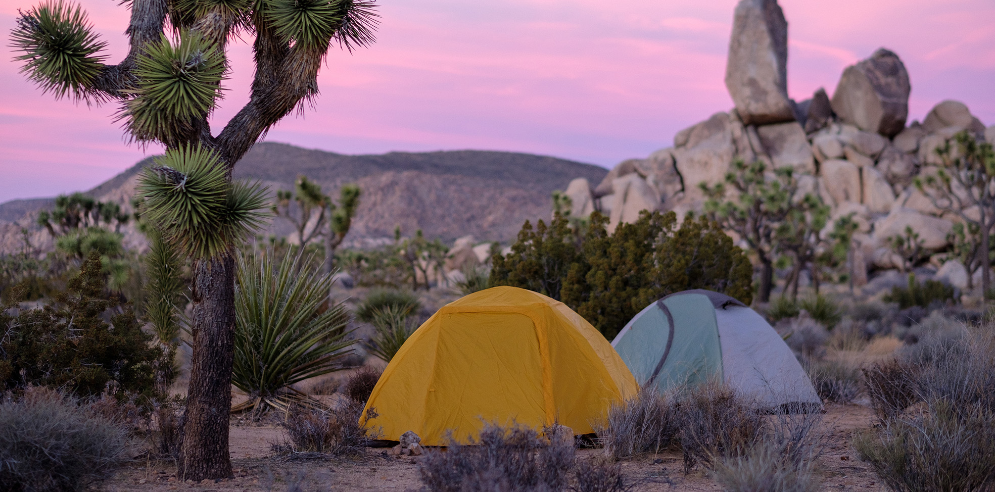 two camping tents in joshua tree at dawn